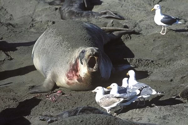 Northern Elephant Seal - female trying to chase away the gulls which want to eat the placenta after she just gave birth - Piedras Blancas colony - California coast - North America - Pacific Ocean