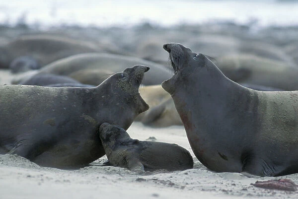Northern Elephant Seal - females squabbling over newborn pup (still wet from birth) - Ano Nuevo State Reserve, CA, USA