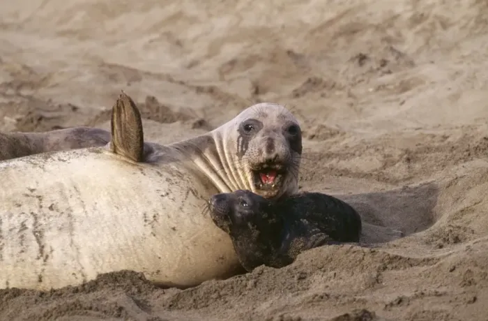 Framed Print : Northern Elephant Seal FG 10240 Mother and pup, Central California, USA Mirounga angustirostris © Francois Gohier / ARDEA LONDON Framed Print : Northern Elephant Seal FG 10240 Mother and pup, Central California, USA Mirounga angustirostris © Francois Gohier / ARDEA LONDON