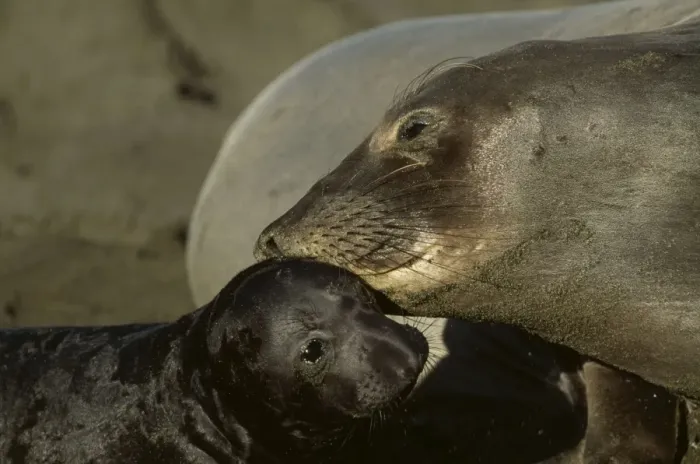 Framed Print : Northern Elephant Seal FG 11868 Mother and pup, Central California, USA Mirounga angustirostris © Francois Gohier / ARDEA LONDON Framed Print : Northern Elephant Seal FG 11868 Mother and pup, Central California, USA Mirounga angustirostris © Francois Gohier / ARDEA LONDON