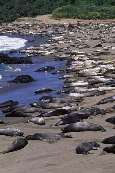 Northern Elephant Seal - group of females and young resting on the beach during the molting season - Piedras Blancas colony - California coast - North America - Pacific Ocean