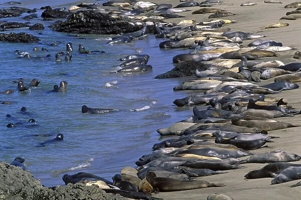 Northern Elephant Seal - group of females and young resting on the beach at the end of the molting season ready to return to the ocean - Piedras Blancas colony - California coast - North America - Pacific Ocean