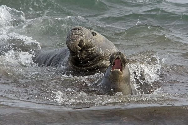 Northern Elephant Seal - Isla San Benito, Baja California, Mexico