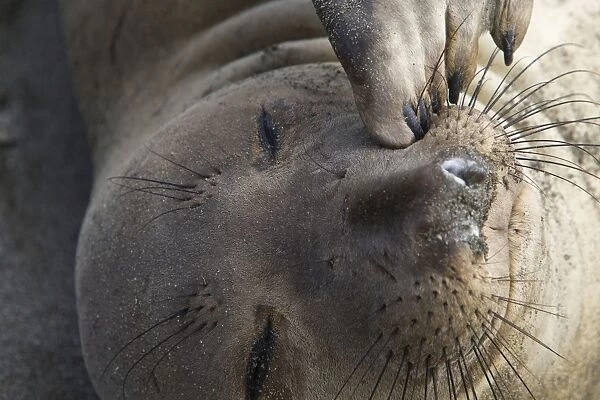 Northern Elephant Seal - Isla San Benito, Baja California, Mexico