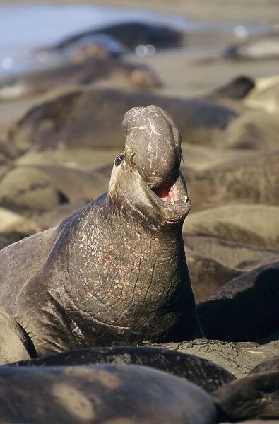 Northern Elephant Seal - Male, threatening rivals. Central California, USA