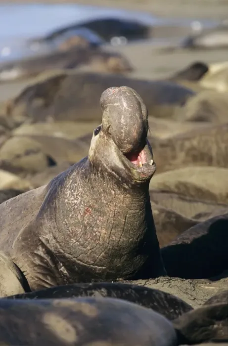 Framed Print : Northern Elephant Seal - Male, threatening rivals. Central California, USA Framed Print : Northern Elephant Seal - Male, threatening rivals. Central California, USA