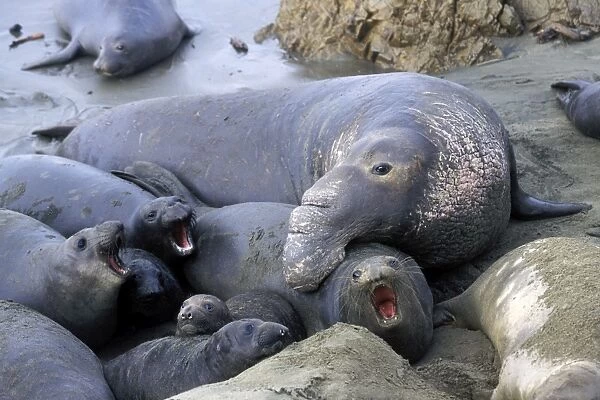 Northern Elephant Seal - male trying to mate with female - Piedras Blancas colony - California coast - North America - Pacific Ocean