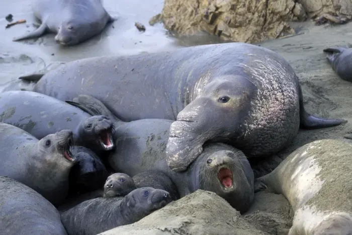Framed Print : Northern Elephant Seal - male trying to mate with female - Piedras Blancas colony - California coast - North America - Pacific Ocean Framed Print : Northern Elephant Seal - male trying to mate with female - Piedras Blancas colony - California coast - North America - Pacific Ocean