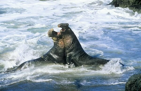 Northern Elephant Seal - males fighting California, USA