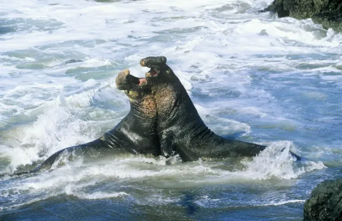 Framed Print : Northern Elephant Seal - males fighting California, USA Framed Print : Northern Elephant Seal - males fighting California, USA