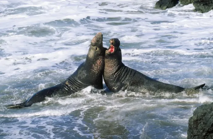 Framed Print : Northern Elephant Seal - males fighting Central California, USA Framed Print : Northern Elephant Seal - males fighting Central California, USA