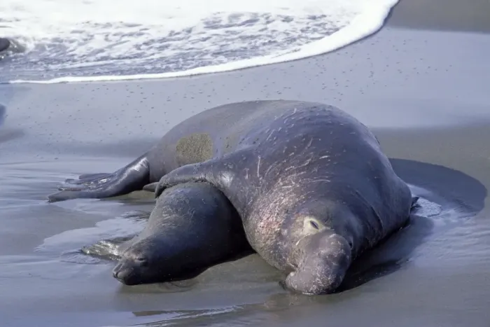 Framed Print : Northern Elephant Seal - mating - Piedras Blancas colony - California coast - North America - Pacific Ocean Framed Print : Northern Elephant Seal - mating - Piedras Blancas colony - California coast - North America - Pacific Ocean