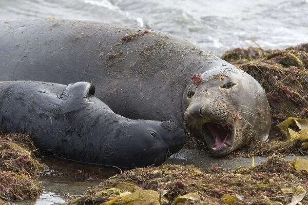 Northern Elephant Seal - mother and 2 week old pup - Isla San Benito, Baja California, Mexico