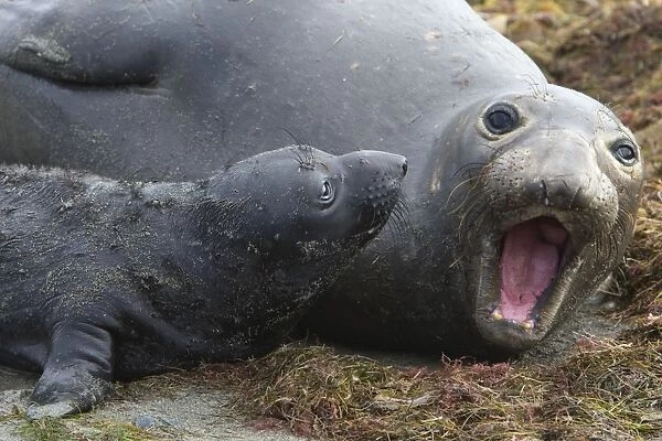Northern Elephant Seal - mother and 2 week old pup - Isla San Benito, Baja California, Mexico