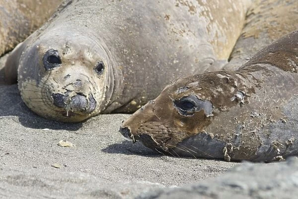 Northern Elephant Seal - moulting - San Benito Island - Baja California - Mexico