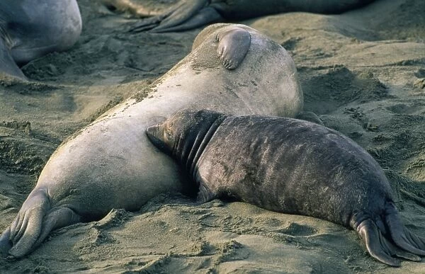 Northern Elephant Seal - nursing pup Central California, USA