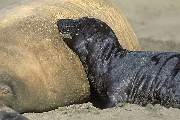 Northern Elephant Seal - pup nursing - Piedras Blancas colony - California coast - North America - Pacific Ocean
