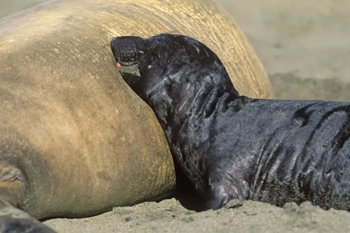 Framed Print : Northern Elephant Seal - pup nursing - Piedras Blancas colony - California coast - North America - Pacific Ocean Framed Print : Northern Elephant Seal - pup nursing - Piedras Blancas colony - California coast - North America - Pacific Ocean
