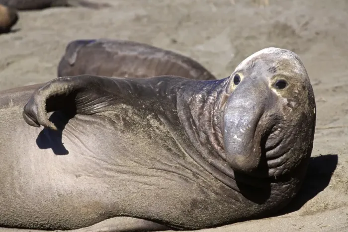 Framed Print : Northern Elephant Seal - subadult male looking up - Piedras Blancas colony - California coast - North America - Pacific Ocean
