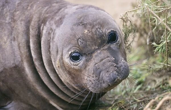 Northern Elephant Seal - weaned pup Central Caifornia, USA