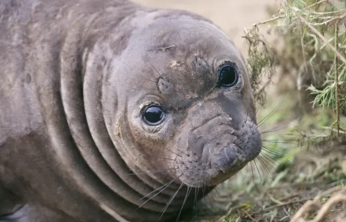 Framed Print : Northern Elephant Seal - weaned pup Central Caifornia, USA Framed Print : Northern Elephant Seal - weaned pup Central Caifornia, USA