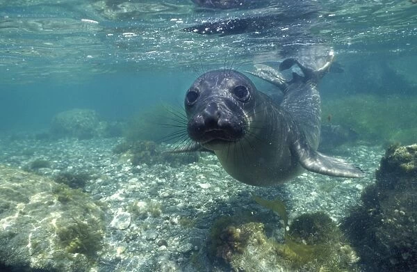 Northern Elephant Seal - Weaned pup learning to swim. San Benitos Islands, Pacific Ocean, off Baja California, Mexico (DP 248)