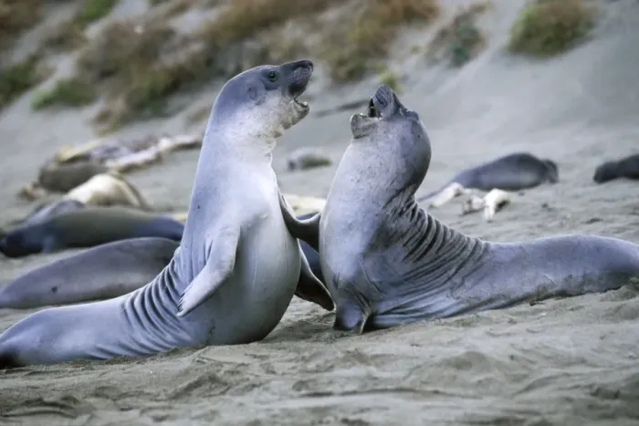 Framed Print : Northern Elephant Seal - weaned pups play-fighting - Piedras Blancas colony - California coast - North America - Pacific Ocean Framed Print : Northern Elephant Seal - weaned pups play-fighting - Piedras Blancas colony - California coast - North America - Pacific Ocean
