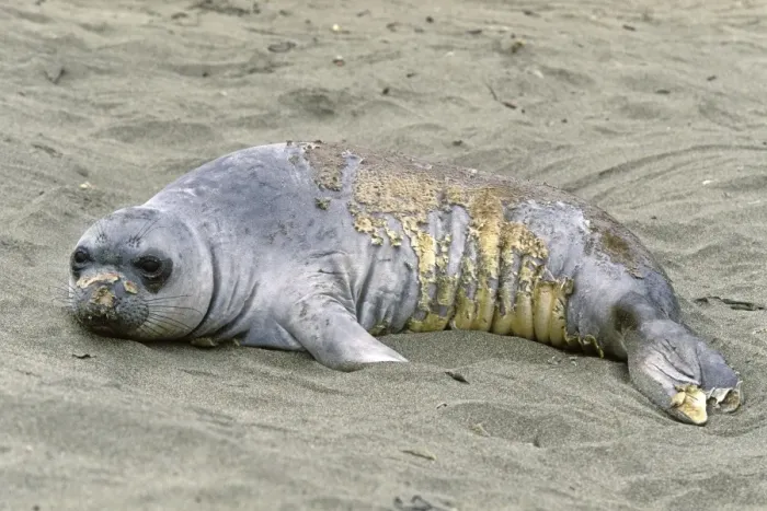 Framed Print : Northern Elephant Seal - young molting - Piedras Blancas colony - California coast - North America - Pacific Ocean Framed Print : Northern Elephant Seal - young molting - Piedras Blancas colony - California coast - North America - Pacific Ocean