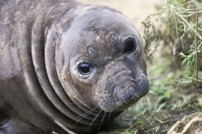 Framed Print : Northern Elephant Seal - young molting - Piedras Blancas colony - California coast - North America - Pacific Ocean Framed Print : Northern Elephant Seal - young molting - Piedras Blancas colony - California coast - North America - Pacific Ocean