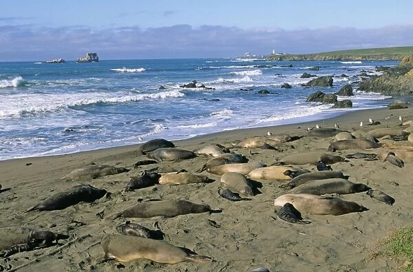 Northern Elephant Seals - Colony on beach at Piedras Blancas Lighthouse Central California, USA