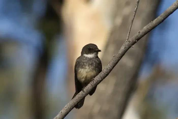 Framed Print : Northern Fantail - Found only across northern Australia. Inhabits rainforest margins, treelined watercourses in arid regions, woodlands, paperbarks and mangroves. Quiet and sluggish rarely fanning tail unlike others in the genus Framed Print : Northern Fantail - Found only across northern Australia. Inhabits rainforest margins, treelined watercourses in arid regions, woodlands, paperbarks and mangroves. Quiet and sluggish rarely fanning tail unlike others in the genus