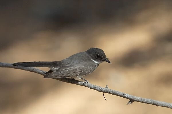 Northern Fantail - Found only across northern Australia. Inhabits rainforest margins, treelined watercourses in arid regions, woodlands, paperbarks and mangroves. Quiet and sluggish rarely fanning tail unlike others in the genus