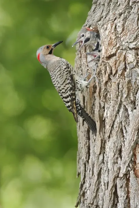 Framed Print : Northern Flicker Framed Print : Northern Flicker