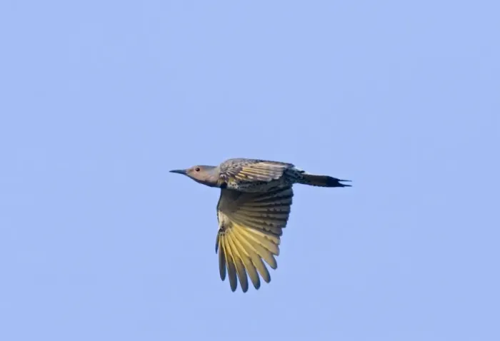 Framed Print : Northern Flicker Framed Print : Northern Flicker