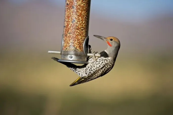 Framed Print : Northern Flicker - on bird feeder - Common in open woodlands and suburban areas - Often found in Sonoran Desert where they make nests in Saguaro cactus - Often feeds on the ground Sonoran Desert - Arizona USA Framed Print : Northern Flicker - on bird feeder - Common in open woodlands and suburban areas - Often found in Sonoran Desert where they make nests in Saguaro cactus - Often feeds on the ground Sonoran Desert - Arizona USA