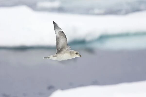 Northern Fulmar (Dark Morph) - In flight over sea ice Fulmarus glacialis Svalbard (Spitsbergen) Norway BI016840