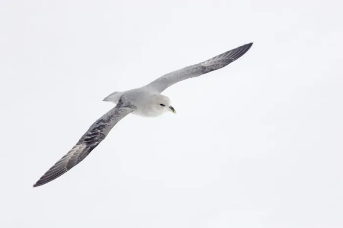 Framed Print : Northern Fulmar (Dark Morph) - In flight over sea ice Fulmarus glacialis Svalbard (Spitsbergen) Norway BI016838 Framed Print : Northern Fulmar (Dark Morph) - In flight over sea ice Fulmarus glacialis Svalbard (Spitsbergen) Norway BI016838