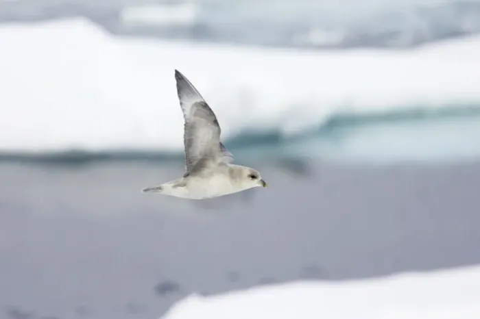 Framed Print : Northern Fulmar (Dark Morph) - In flight over sea ice Fulmarus glacialis Svalbard (Spitsbergen) Norway BI016840 Framed Print : Northern Fulmar (Dark Morph) - In flight over sea ice Fulmarus glacialis Svalbard (Spitsbergen) Norway BI016840