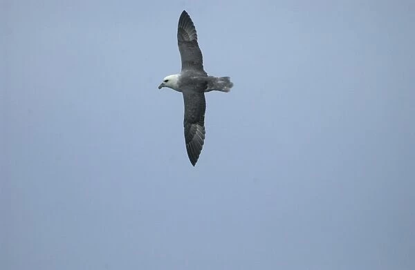 Northern Fulmar In flight Isles of Scilly August