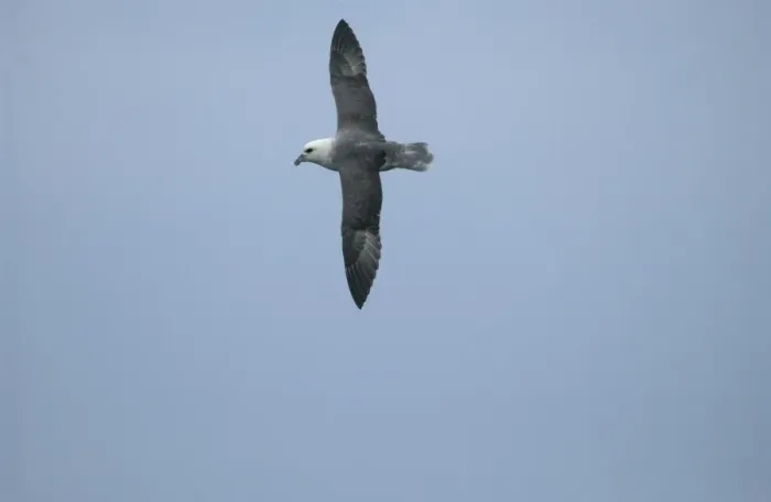 Framed Print : Northern Fulmar In flight Isles of Scilly August Framed Print : Northern Fulmar In flight Isles of Scilly August