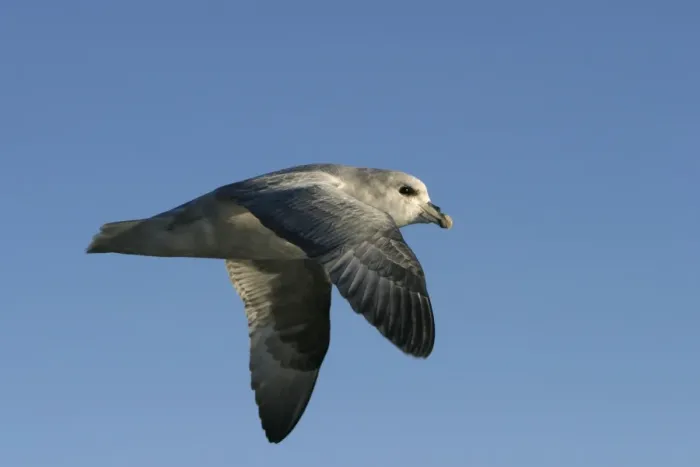 Framed Print : Northern Fulmar - in flight. Spitzbergen. Svalbard Framed Print : Northern Fulmar - in flight. Spitzbergen. Svalbard