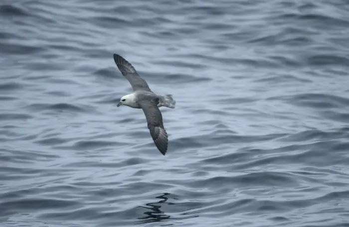 Framed Print : Northern Fulmar In flight over water Isles of Scilly August Framed Print : Northern Fulmar In flight over water Isles of Scilly August