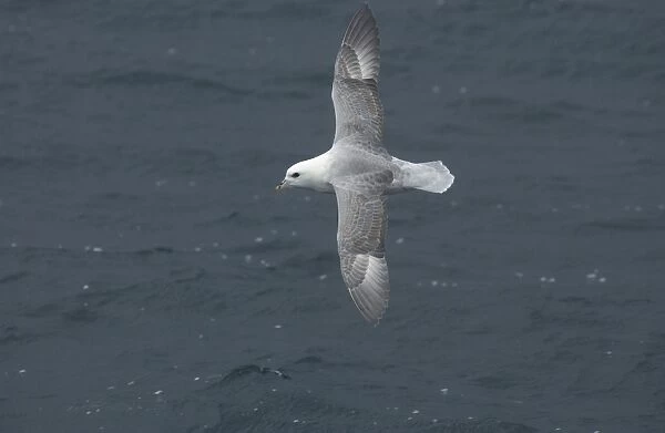 Northern Fulmar In flight over water Isles of Scilly August