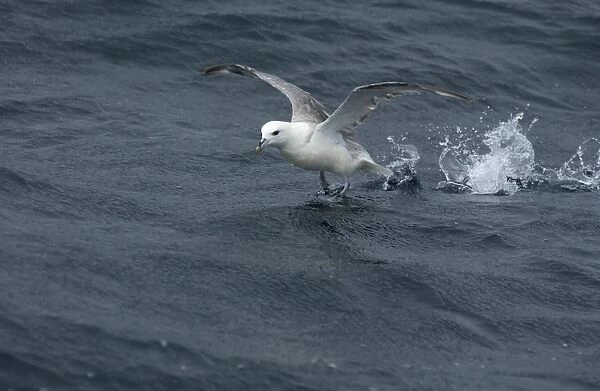 Northern Fulmar Taking off from water Isles of Scilly August