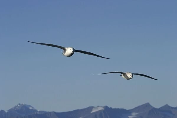 Northern Fulmars - in flight. Spitzbergen. Svalbard