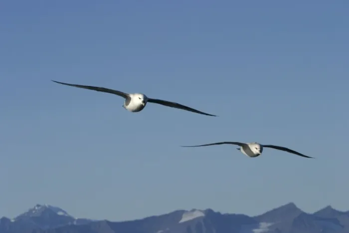 Framed Print : Northern Fulmars - in flight. Spitzbergen. Svalbard Framed Print : Northern Fulmars - in flight. Spitzbergen. Svalbard