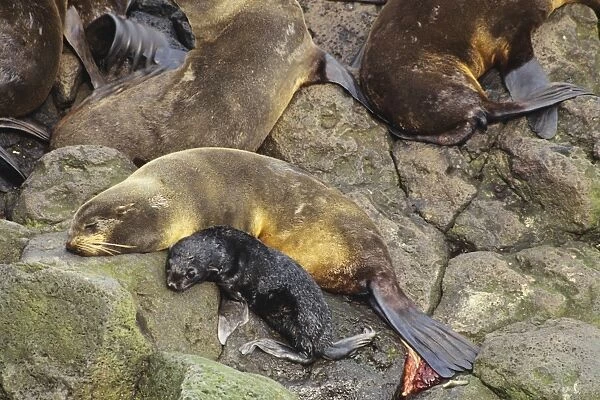 Northern Fur Seal -female rests after giving birth to pup, after birth near her tail. Alaska. ML303