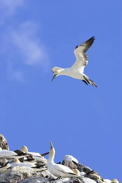 Northern Gannet Adult hanging in the wind trying to alight next to mate at nest site. Bass Rock, Scotland