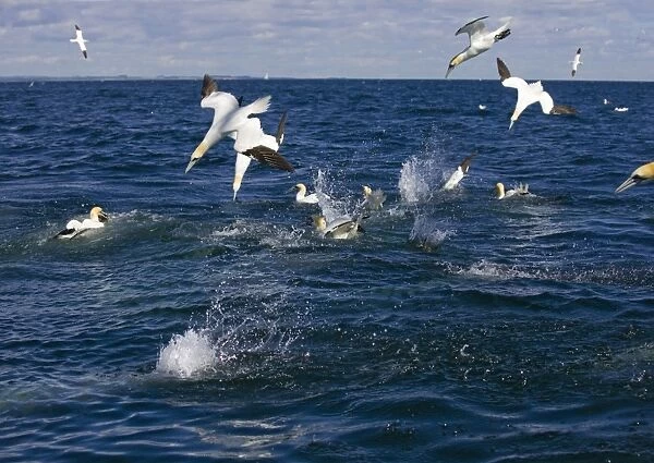 Northern Gannet Birds fishing and divingin a feeding frenzie. Bass Rock, Scotland