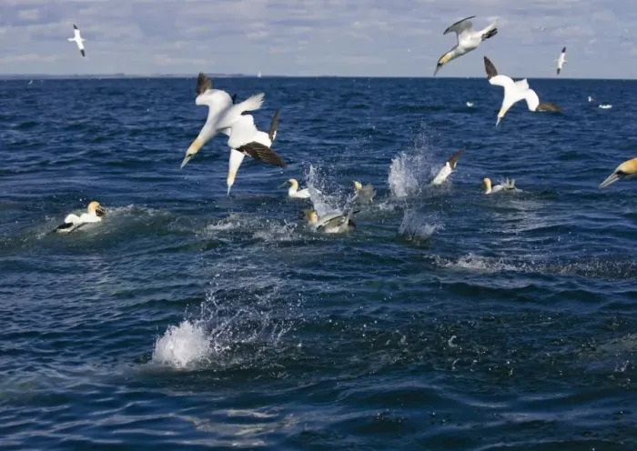 Framed Print : Northern Gannet Birds fishing and divingin a feeding frenzie. Bass Rock, Scotland Framed Print : Northern Gannet Birds fishing and divingin a feeding frenzie. Bass Rock, Scotland